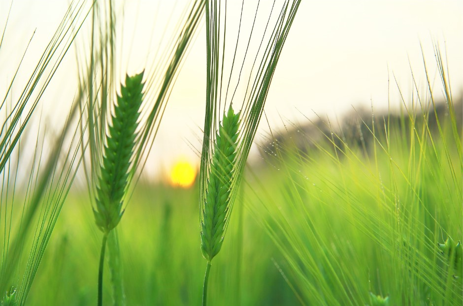 Barley